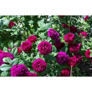 Souvenir du Docteur Jamain plikomis šaknimis