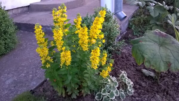 TAŠKUOTOJI ŠILINGĖ /Lysimachia punctata