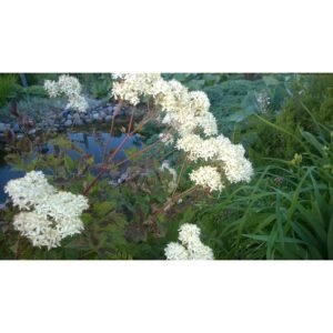 Raganė stačioji balta