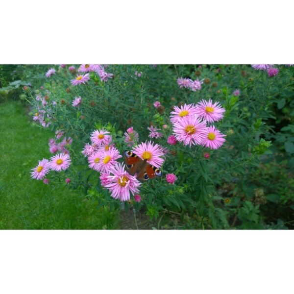 Astra rudeninė - Image 2