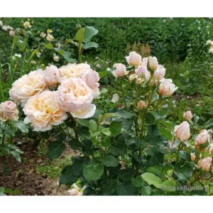 Alexandrine (MEIgapencey, Belle Romantica) plikomis šaknimis