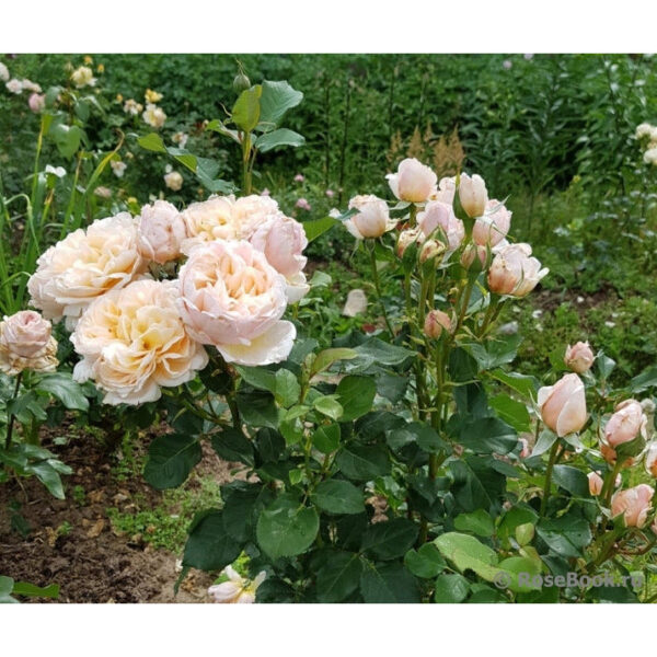 Alexandrine (MEIgapencey, Belle Romantica) vazone