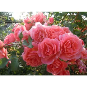 Alibaba (CHEwalibaba, Schloss Bad Homburg, Sunset Glow, Ali Baba) plikomis šaknimis