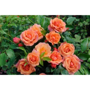 Aprikola (KORorbe, Summer Beauty, Apricot Vigorosa) plikomis šaknimis