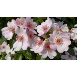 Astronomia (MEIguimov, Pink Sakurina, Sweet Pretty, The Charlatan)