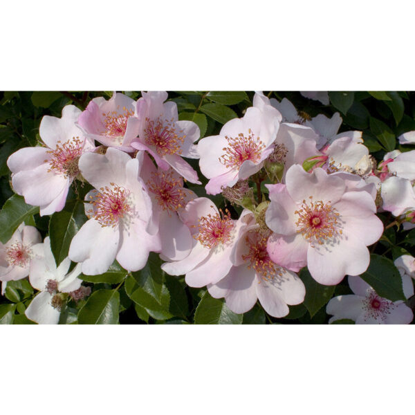 Astronomia (MEIguimov, Pink Sakurina, Sweet Pretty, The Charlatan)