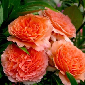 Belvedere (Rick Stein, Rikita)