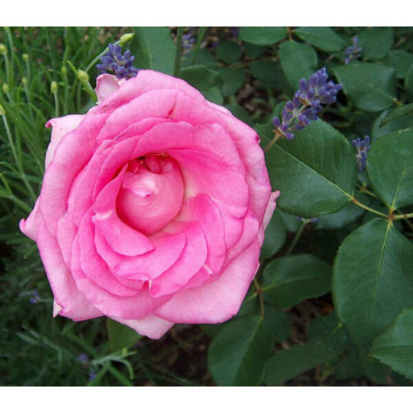 Beverly (KO 99/1468-02, KORpauvio, Perfume Passion, Pink Perfection, Sophie Davant)    plikomis šaknimis - Image 3