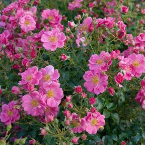 Bienenweide Rosa vazone