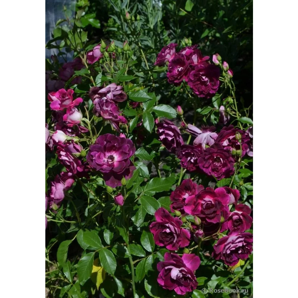 Burgundy Ice (Burgundy Iceberg) plikomis šaknimis
