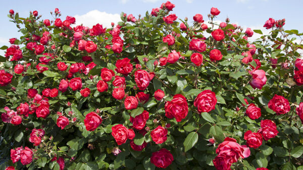 Cherry Bonica (MEIpeporia, Double Red, Oso Easy Double Red)  plikomis šaknimis - Image 2