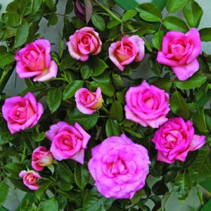 Cl. Parfum Royal (Adamuging) plikomis šaknimis
