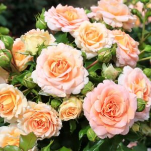 Concerto 94  plikomis šaknimis