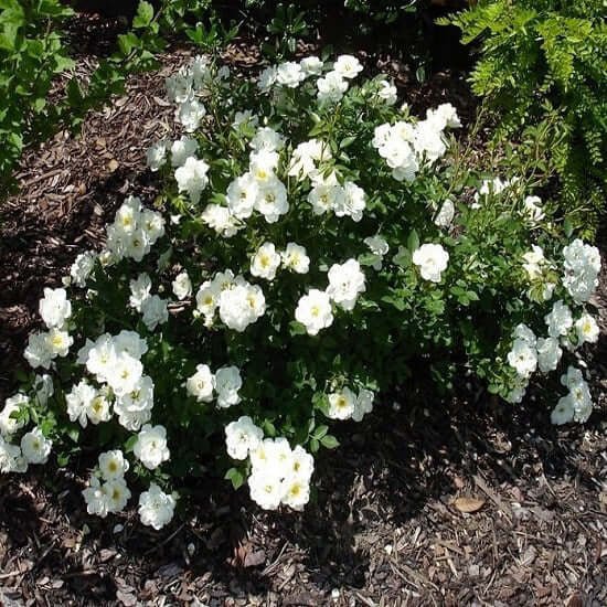 White Fairy plikomis šaknimis - Image 2