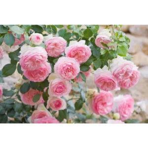 Eden rose/Pierre de Ronsard plikomis šaknimis