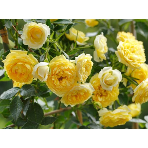 Elida Vazonuose 4L