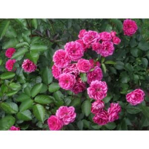 Elmshorn   vazone C4