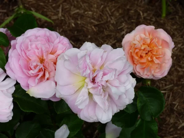eustacia vye rose