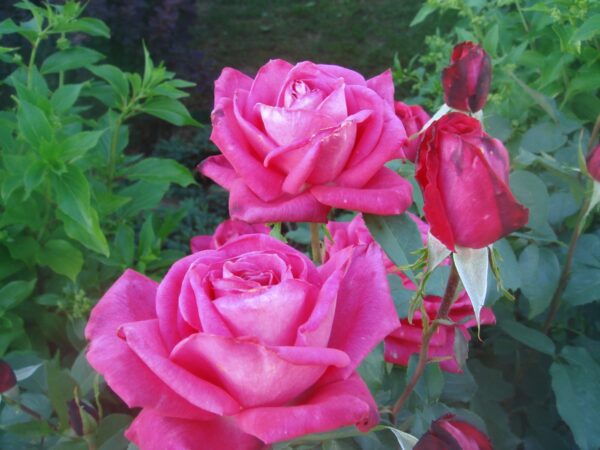 Lolita Lempicka (MEIzincaro, First Blush, Mainauduft, Peter Mayle, Gift of Grace )  plikomis  šaknimis - Image 2