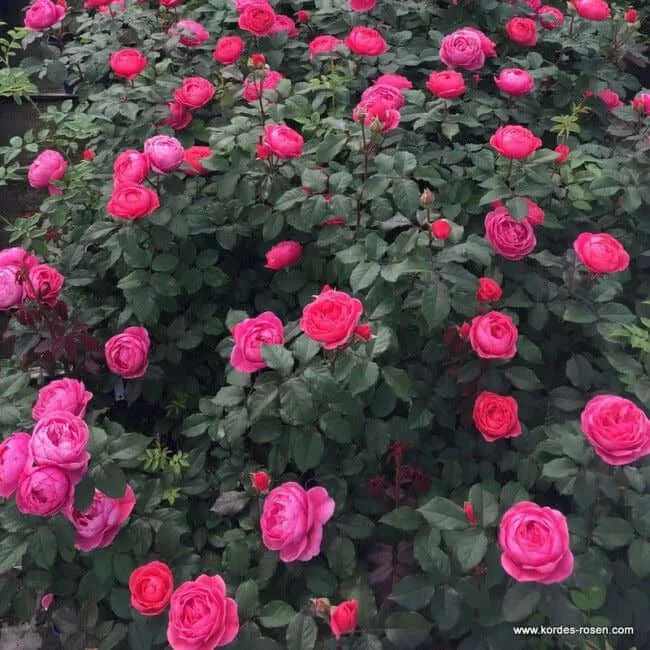Gartenprinzessin Marie-Jose (Princesse de Jardin Marie-José, KORgehaque, Princesse de Jardin Marie-José) plikomis šaknimis