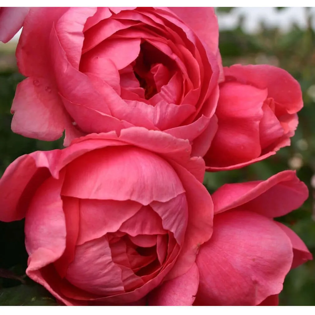 Gartenprinzessin Marie-Jose (Princesse de Jardin Marie-José, KORgehaque, Princesse de Jardin Marie-José) plikomis šaknimis
