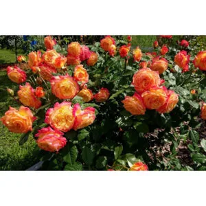 Gartenspass (Garden Delight, Garden Fun, KORgohowa) plikomis šaknimis