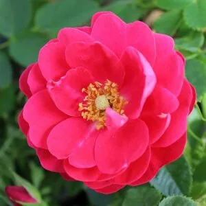 George Vancouver Vazone C3L