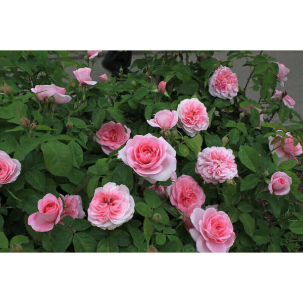 Gertrude Jekyll (AUSbord) plikomis šaknimis