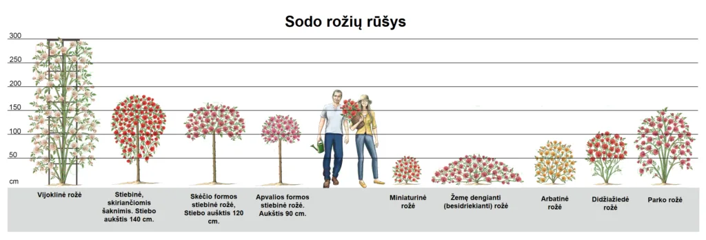 Rožių grupių aukščio ir formos palyginimas