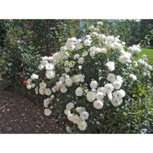 Schneewittchen (Iceberg, Fee des Neiges) plikomis šaknimis