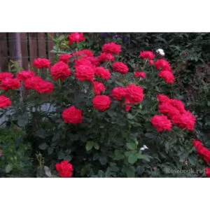 Poulsen Roses