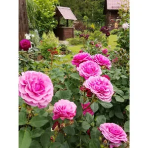 Kaffe Fassett rose plikomis šaknimis