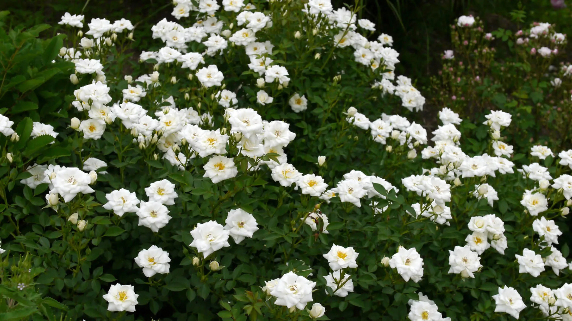 Kent (Poulcov, Pyrenees, Sparkler, White Cover) vazone