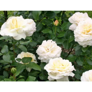 La Perla (KORpenparo, Schloss Gödens Rose) plikomis šaknimis