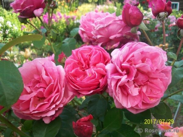 Line Renaud (Meiclusif, Elbflorenz, Inclus, Sweet Parfum de Provence, Anton Tchekhov, Forget-Me-Not) vazone C4 - Image 2