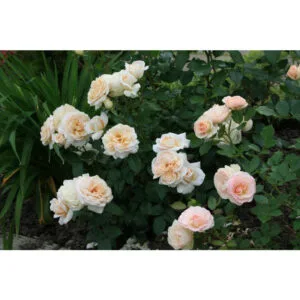 Lions rose plikomis šaknimis