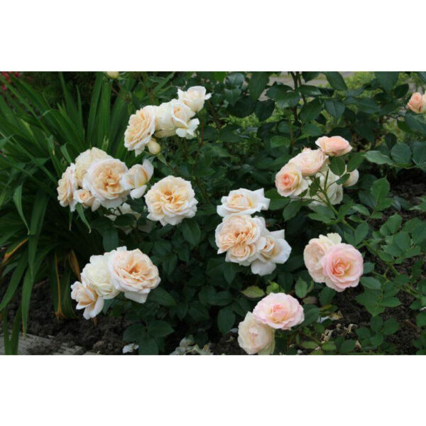 Lions rose   plikomis šaknimis