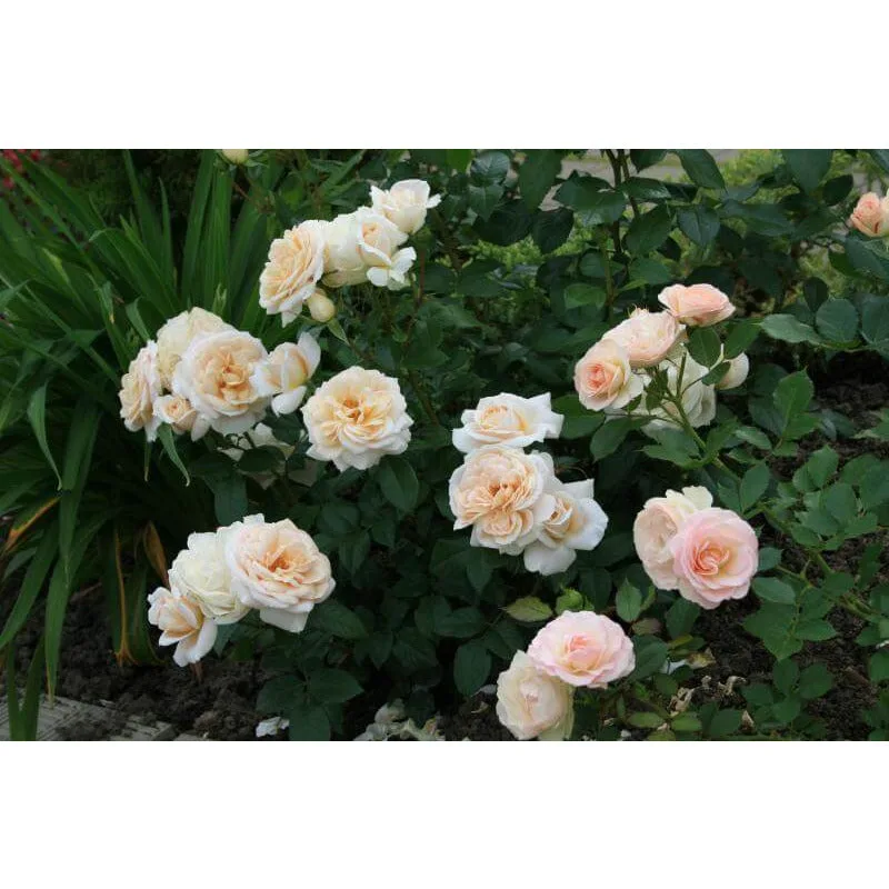 Lions rose plikomis šaknimis