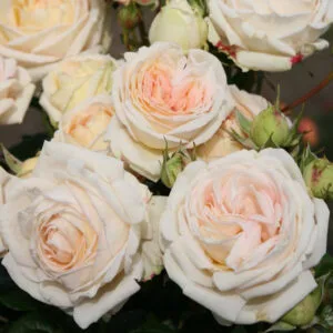 Parfuma serija