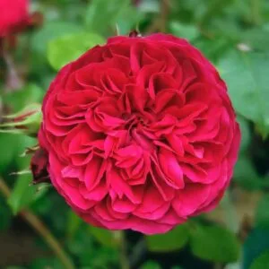 Leonardo da Vinci (red) plikomis šaknimis