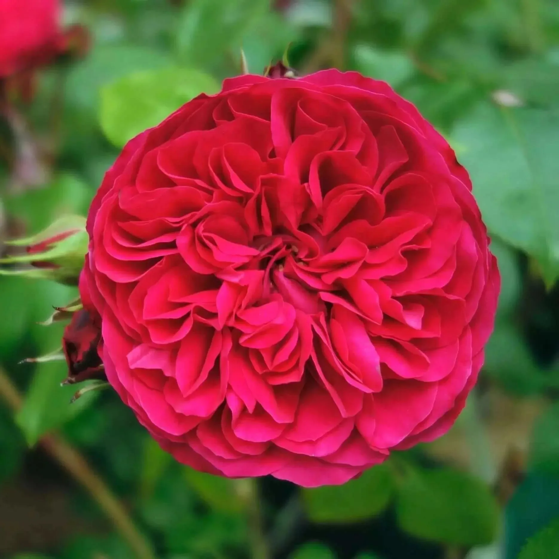 Leonardo da Vinci (red) plikomis šaknimis