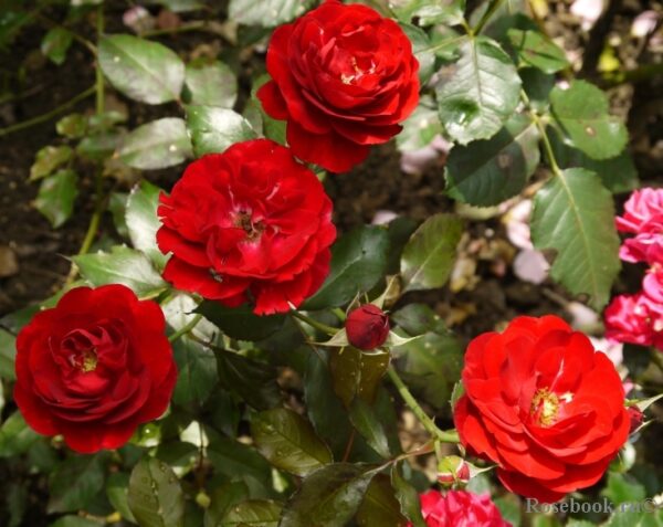 Mariandel (KORpeahn, Carl Philip, Christian IV, The Times Rose, Carl Philip Kristian IV)   Vazone C4L - Image 2