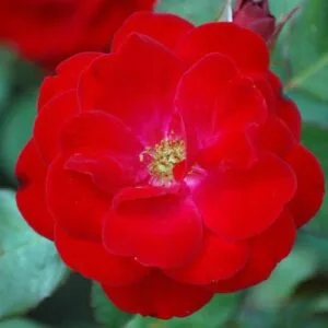 Mariandel (KORpeahn, Carl Philip, Christian IV, The Times Rose, Carl Philip Kristian IV) Vazone C4L