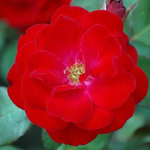 Mariandel (KORpeahn, Carl Philip, Christian IV, The Times Rose, Carl Philip Kristian IV) Vazone C4L