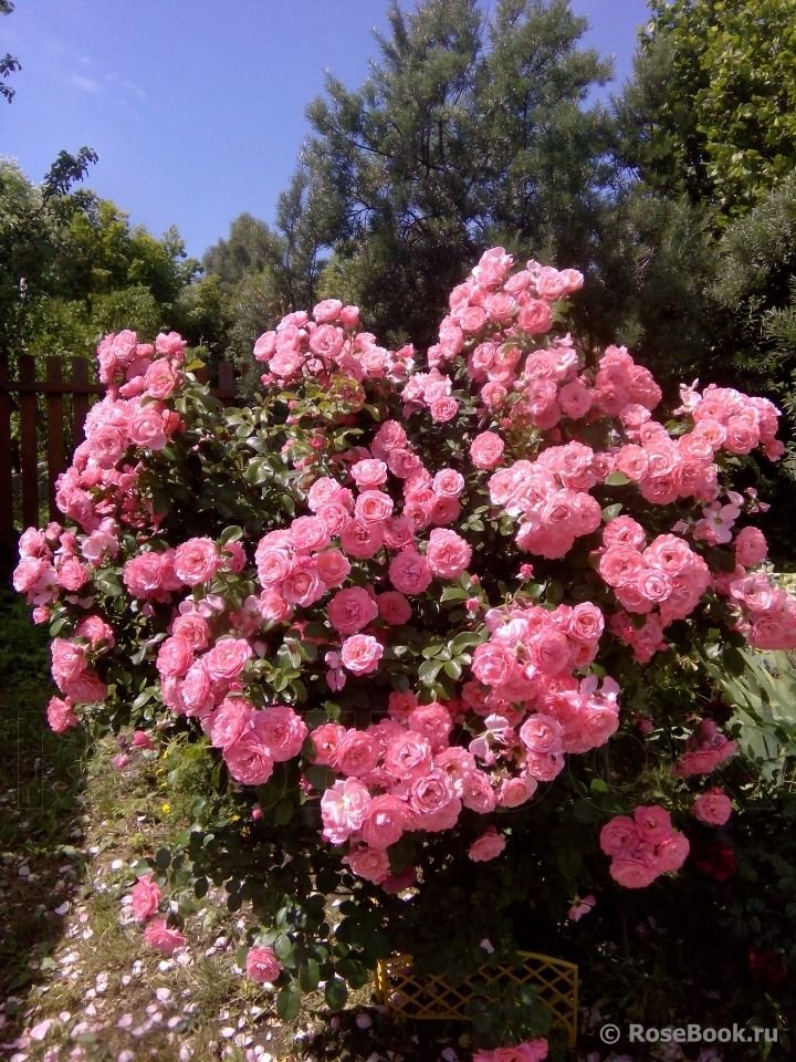 Mein Schöner Garten (Kormeneint) plikomis šaknimis, siuntimas nuo spalio pabaigos - Image 2