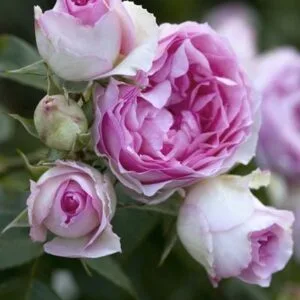 Mini Edenrose (Meibigboni) plikomis šaknimis