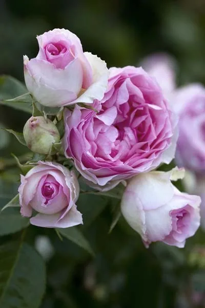 Mini Edenrose (Meibigboni) plikomis šaknimis