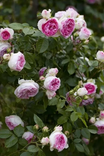 Mini Edenrose (Meibigboni) plikomis šaknimis