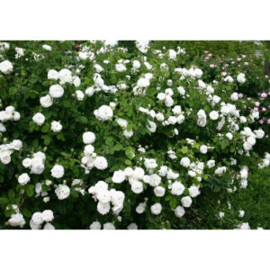 Mme Hardy (Felicite Hardy, Madame Hardy) plikomis šaknimis