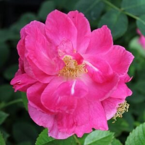 Morden Centennial Vazone C4L